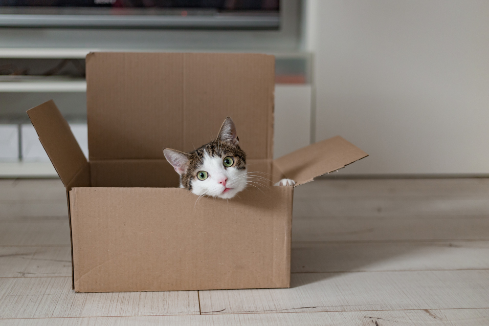 Chat explorant les cartons lors de la préparation de son déménagement, s'adaptant lentement à la nouvelle habitude qu'il adoptera dans sa nouvelle maison.